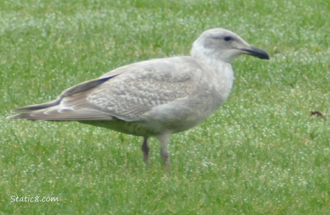 Gull standing in the grass