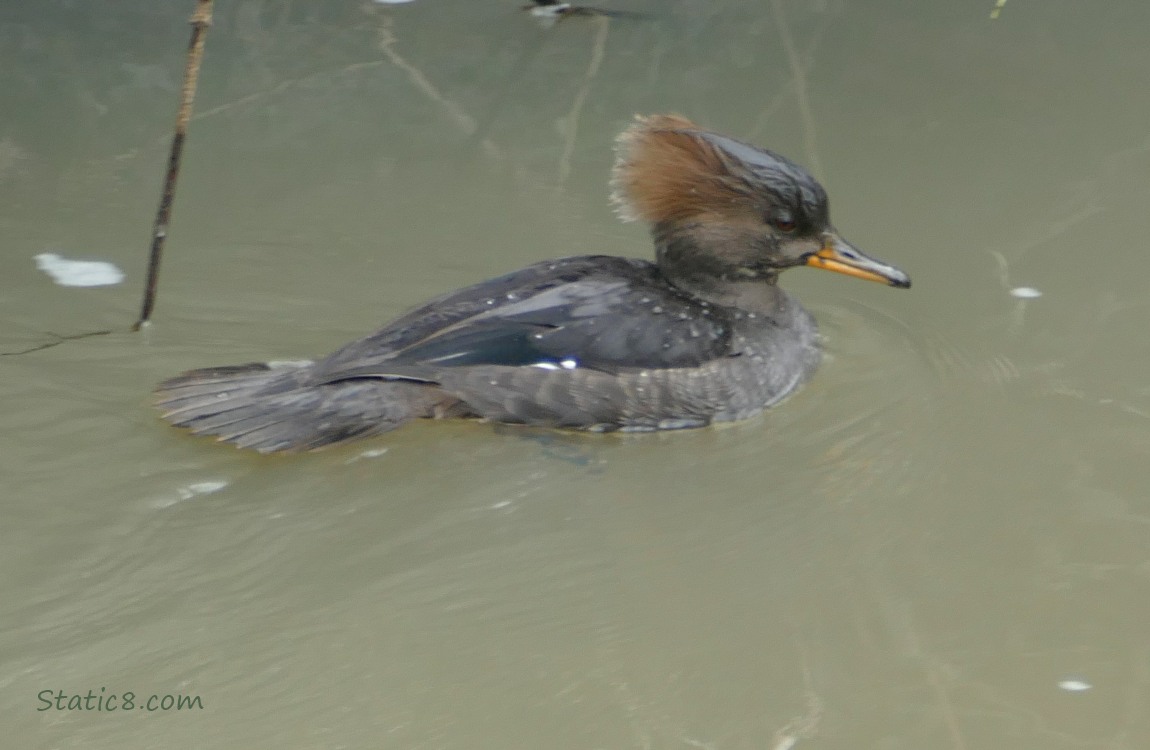 Female Hooded Merganser paddling on the water