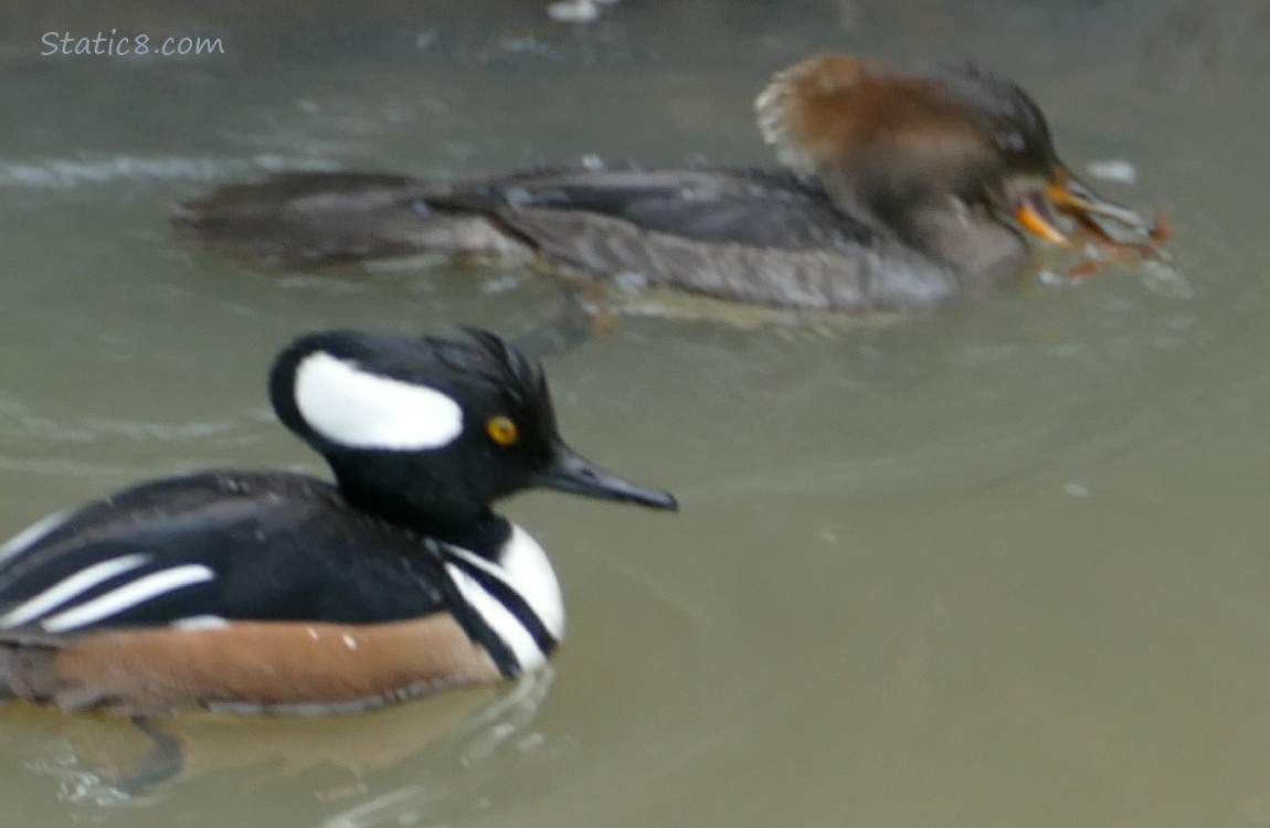 A pair of Hooded Mergansers, female has a crawdad