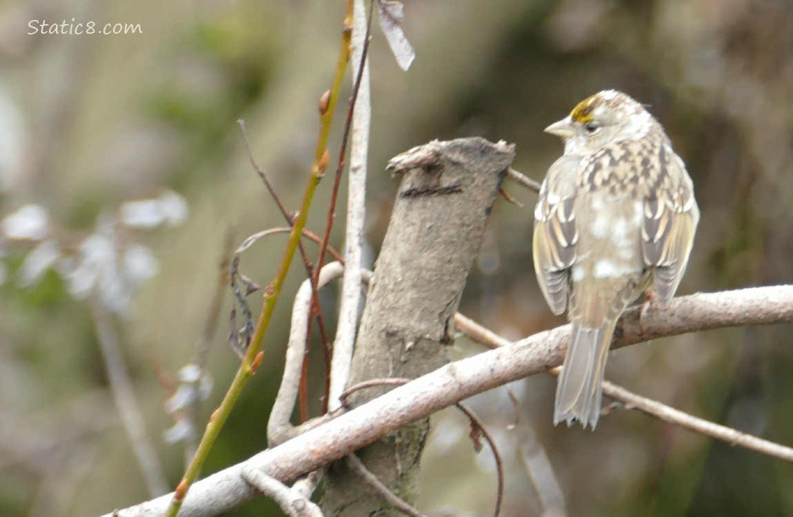 Golden Crown Sparrow with leucism, standing on a twig