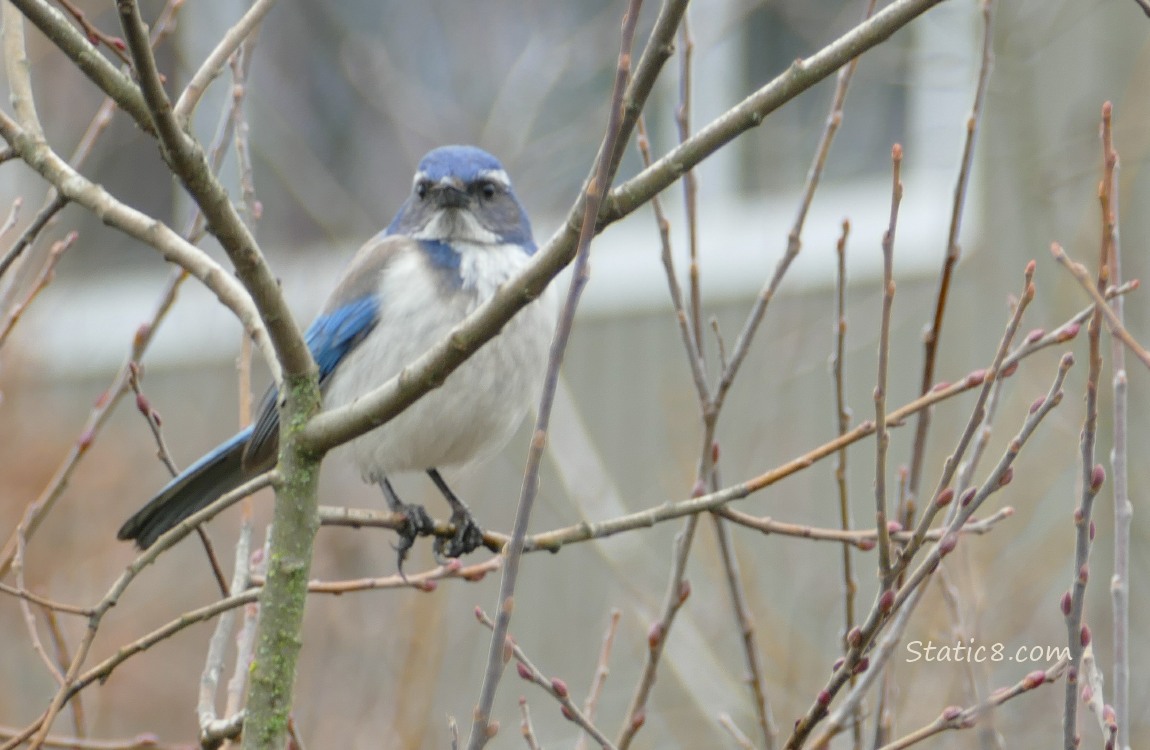 Scrub Jay standing in a winter bare tree