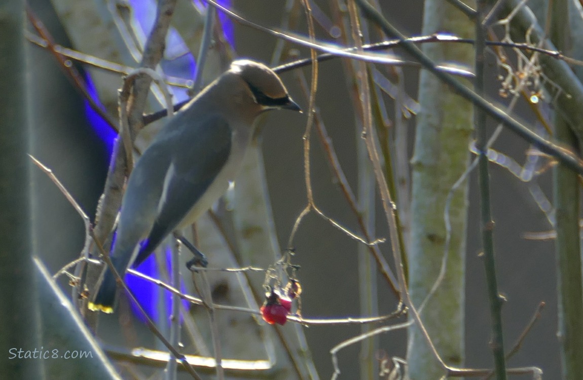 Cedar Waxwing standing in a winter bare tree, lookin a red berries
