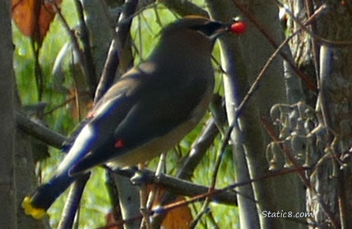 Blurry Cedar Waxwing holding a red berry in their beak