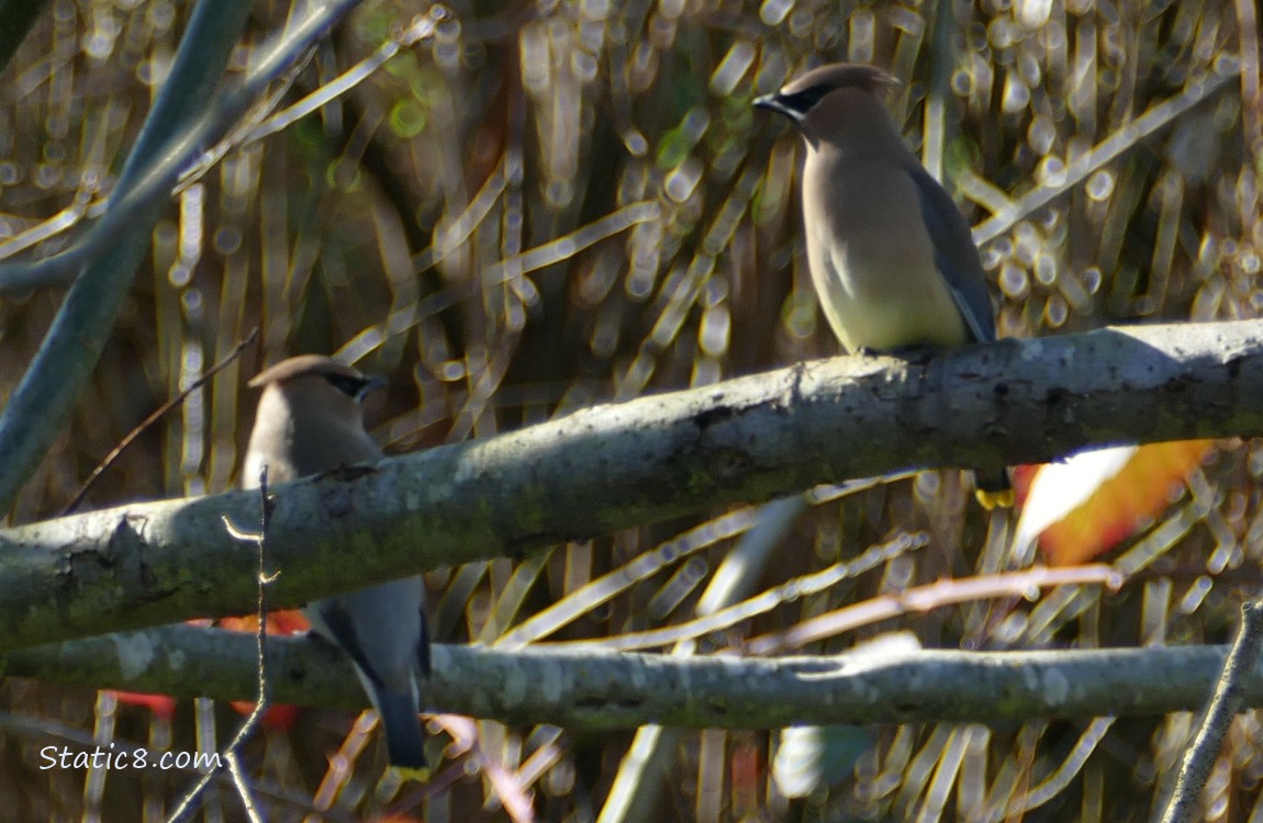 Two blurry Cedar Waxwings standing in a winter bare tree