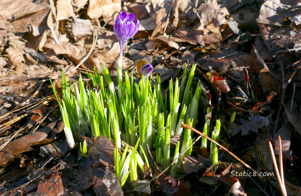 A single purple Crocus bloom surrounded by green leaves of more coming up