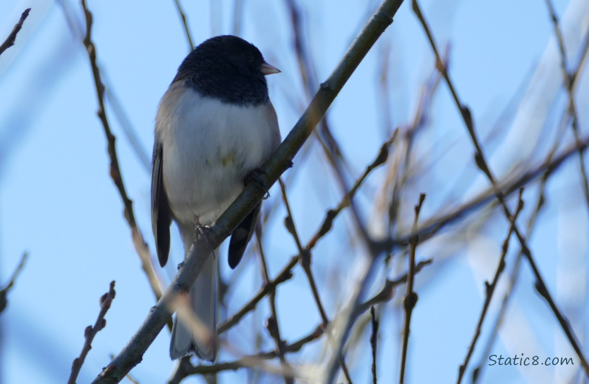 Junco standing on a twig