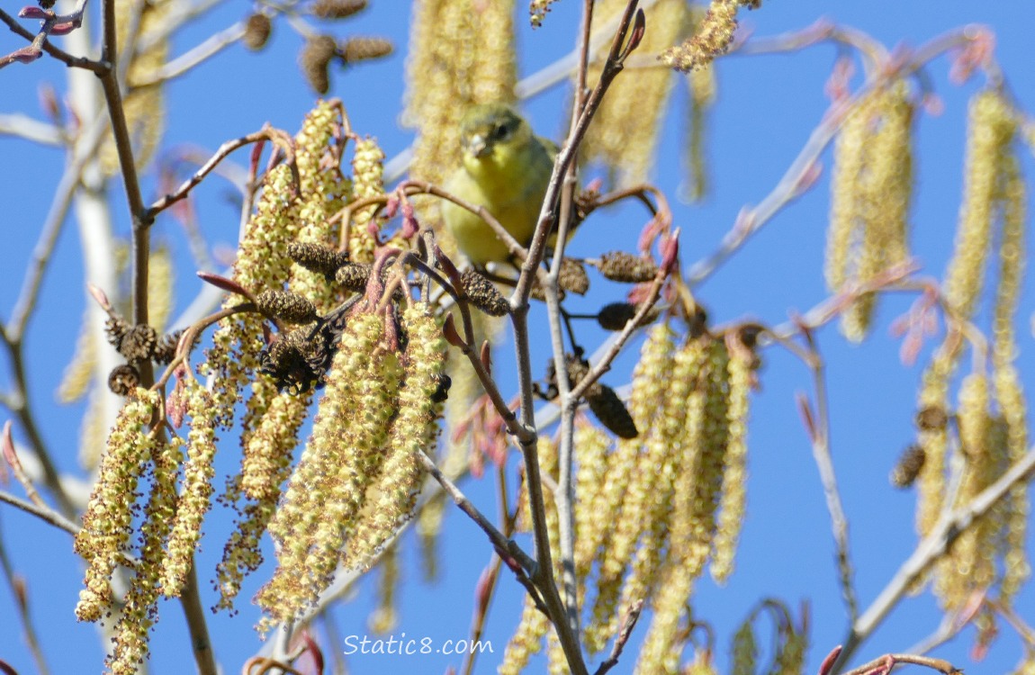 Lesser Goldfinch at the top of an Alder tree