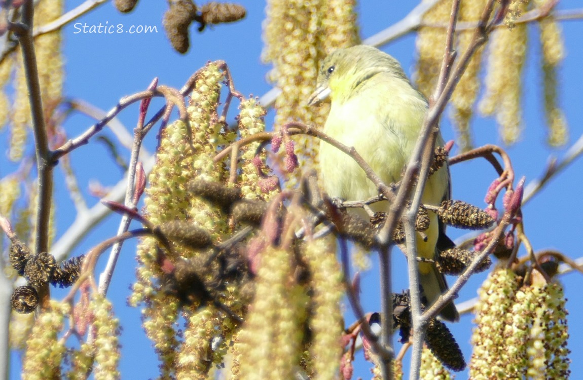 Lesser Goldfinch in a Alder tree