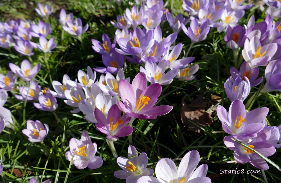 Lavender and white Crocus blooms with pink blooms in the center