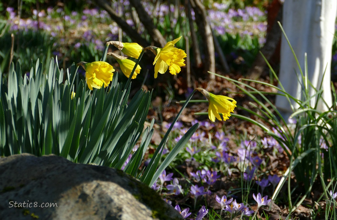 Daffodil blooms surrounded by light purple Crocus blooms