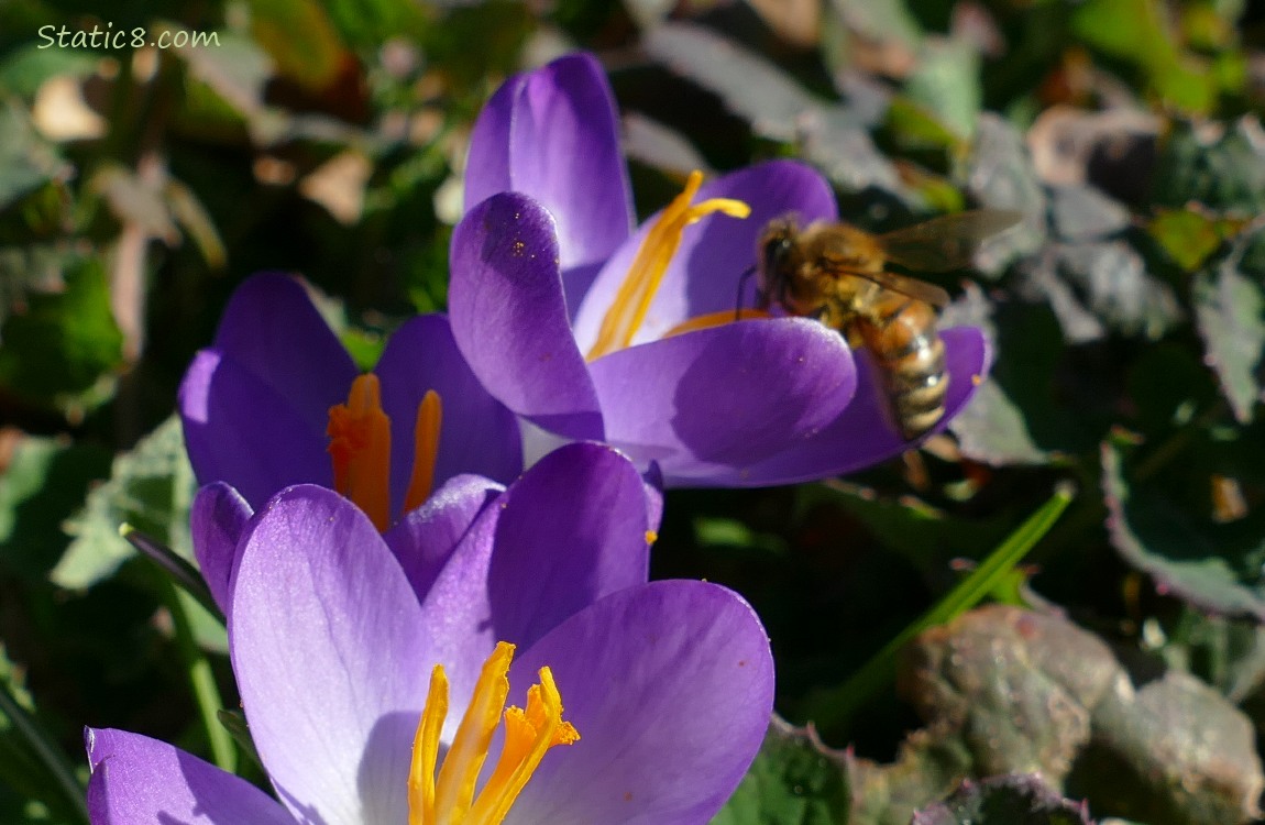 Honey Bee in a light purple Crocus bloom