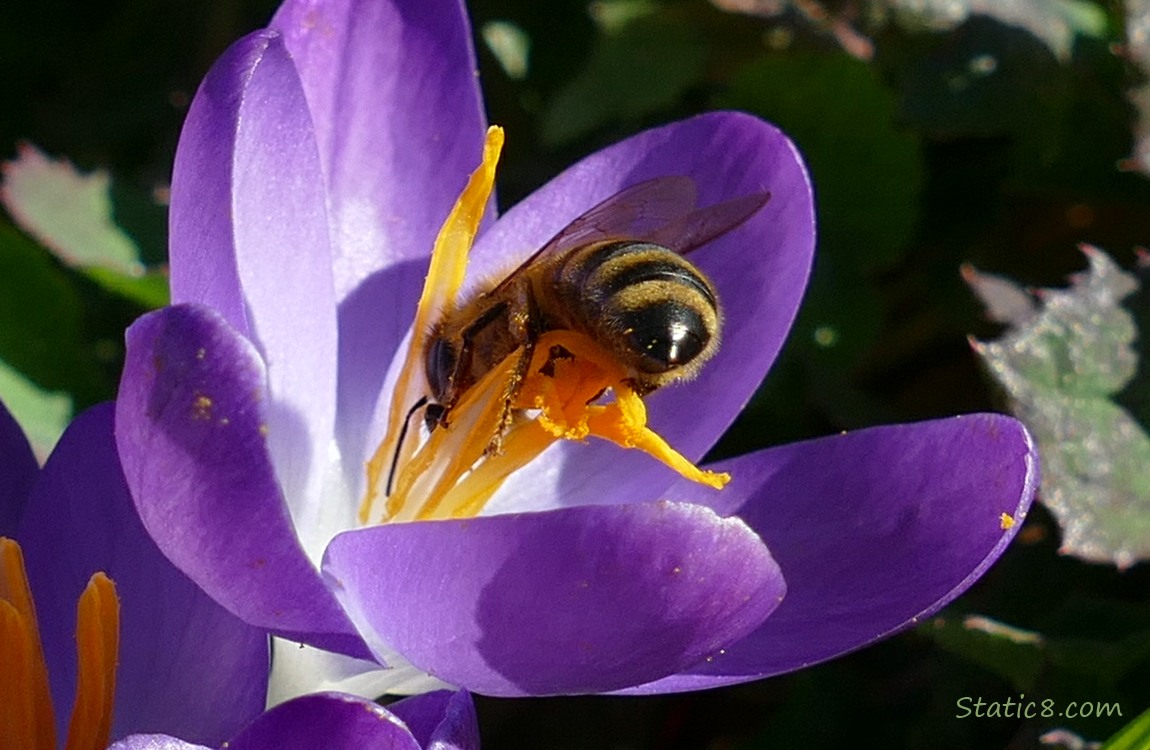 Honey Bee in a purple Crocus bloom
