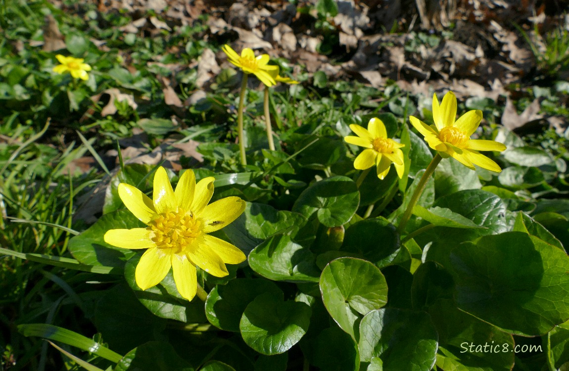 Lesser Celandine blooms