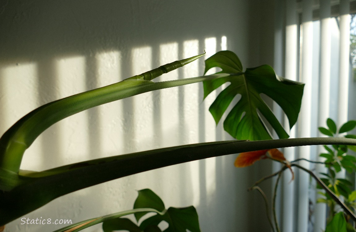 Monstera plant with a new leaf coming out of the stem