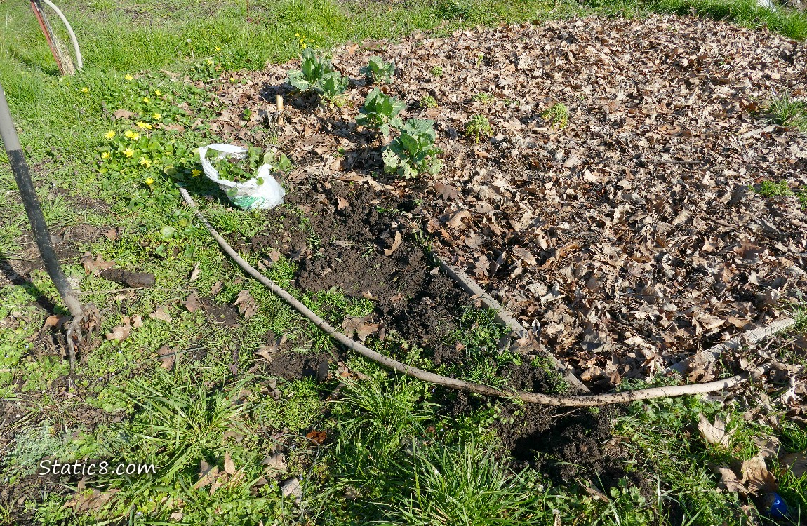 Garden plot with Lesser Celandine dug out