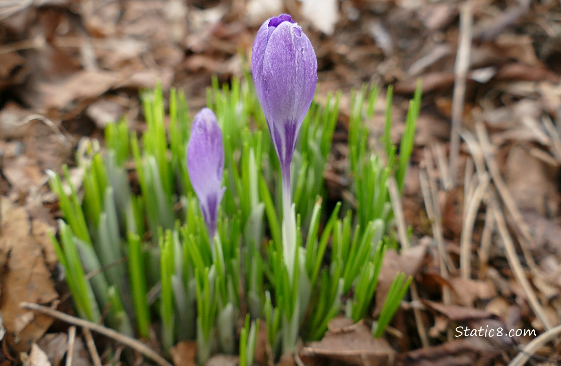 Two purple Crocus buds growing in the leaf mulch