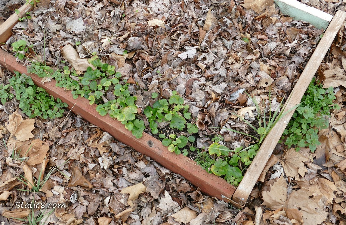 Bed of Lesser Celandine