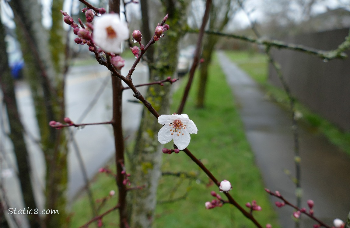 Cherry blossoms and a sidewalk in the background