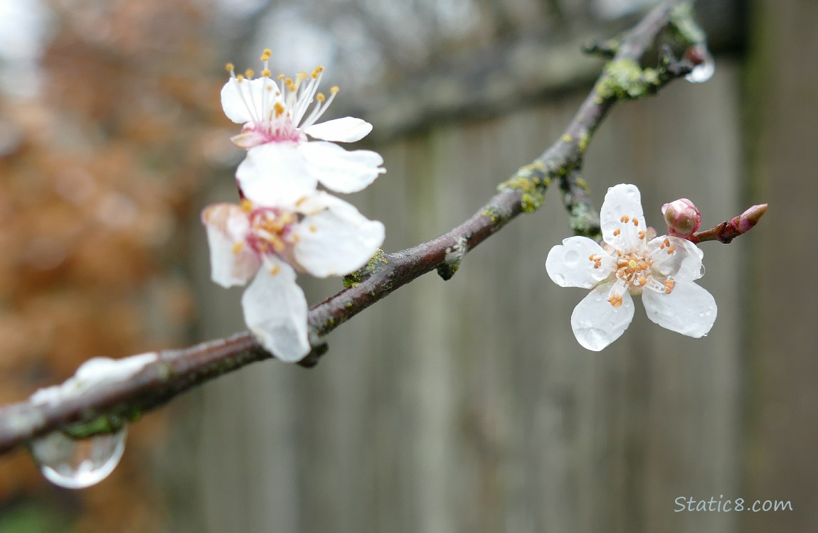 Cherry blossoms and a drip of rain