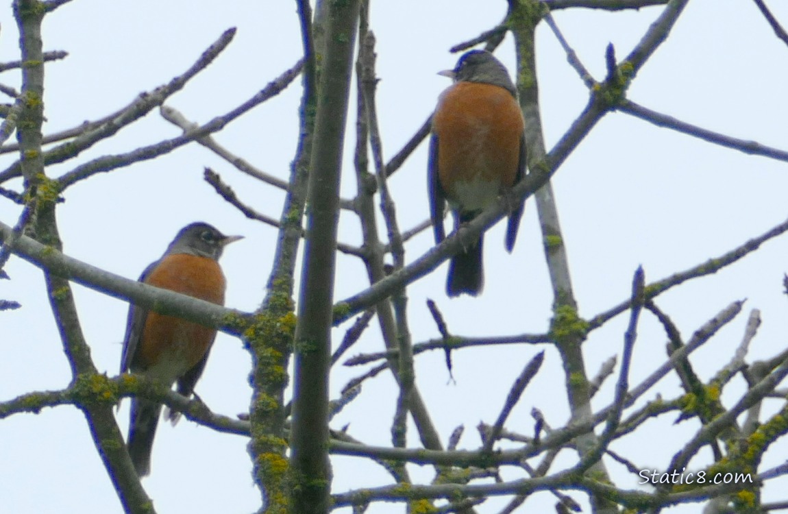Two American Robins standing in a winter bare tree