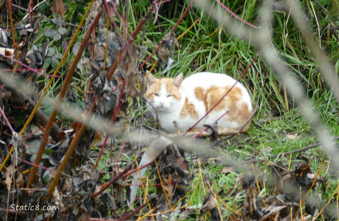White and orange stray cat sitting on the bank of the creek