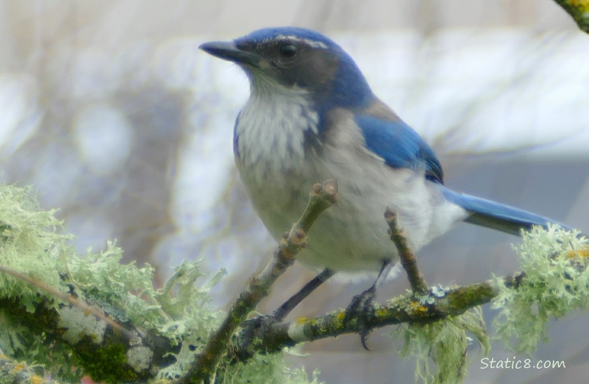 Scrub Jay standing on a very mossy branch