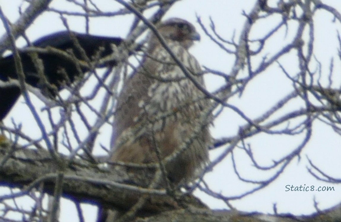 Blurry Red Tail Hawk standing in a winter bare tree, with a crow cawing behind them