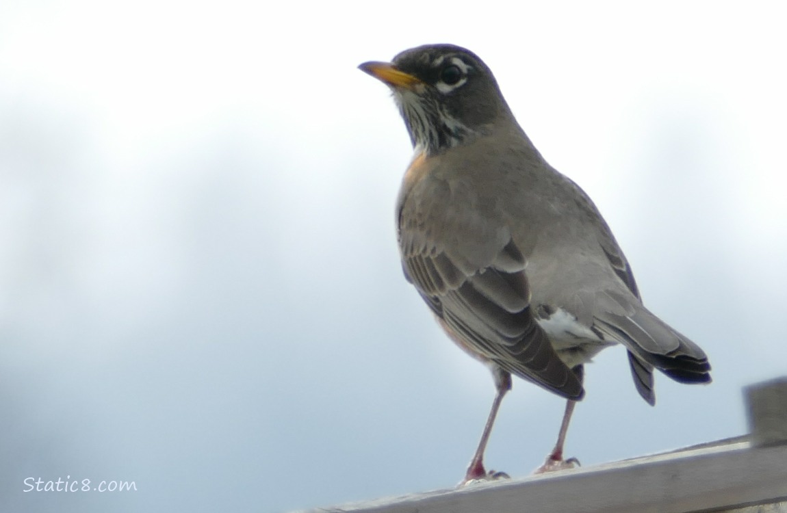 American Robin standing on a wood trellis