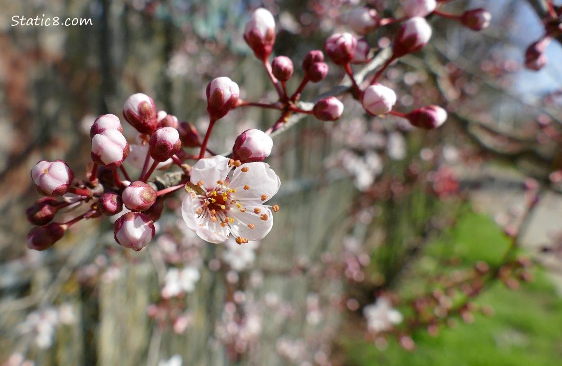 Cherry blossoms