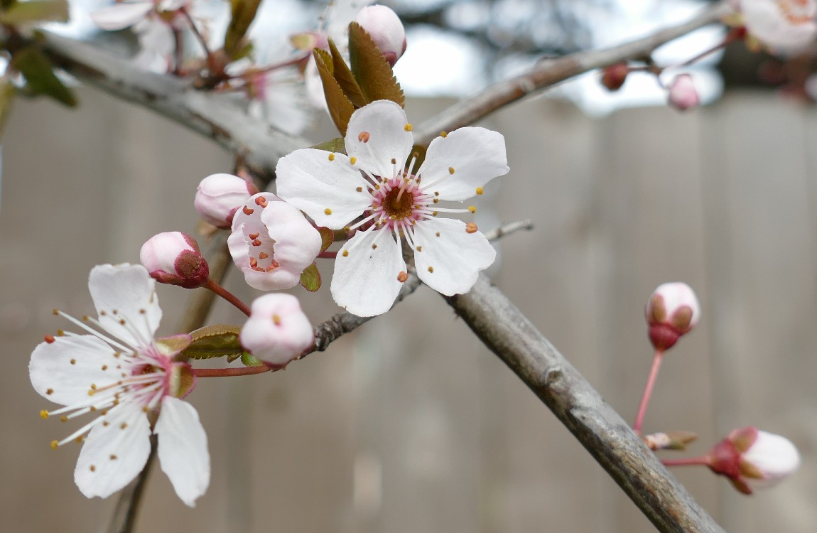 Cherry Blossoms