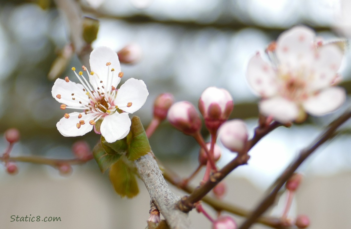 Cherry Blossoms