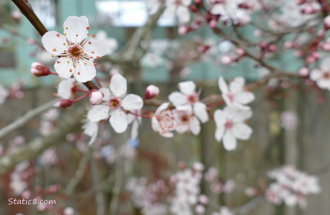 Cherry Blossoms