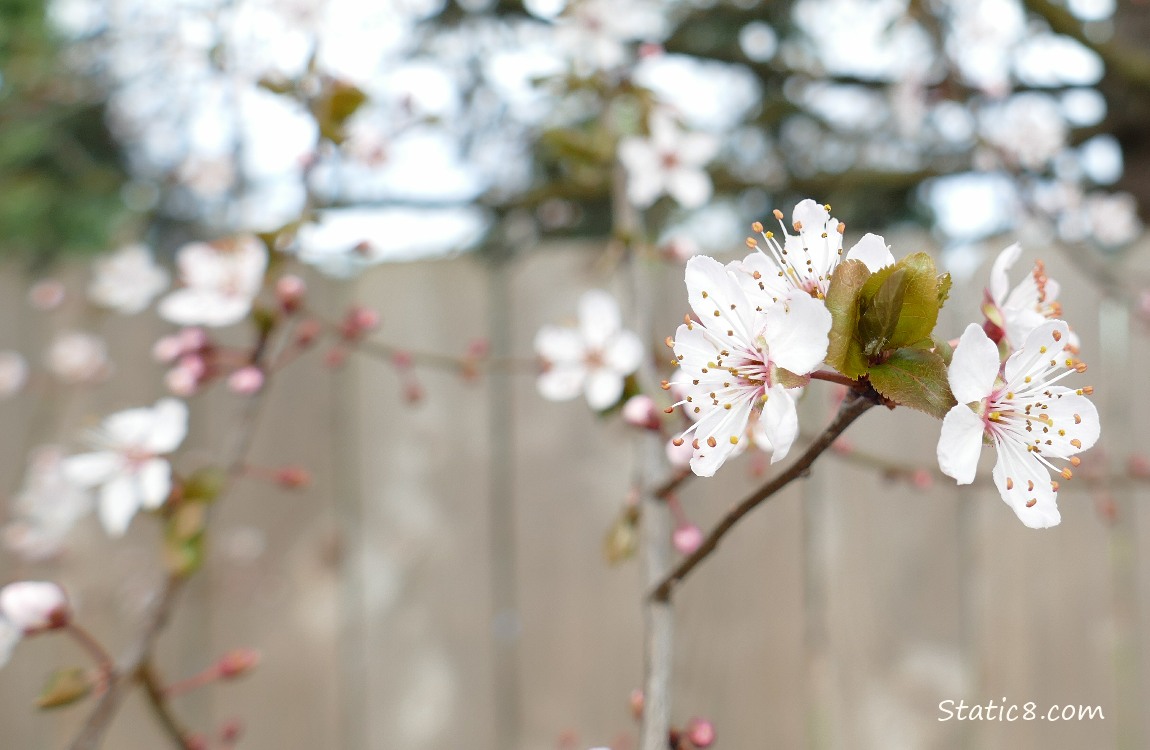 Cherry Blossoms