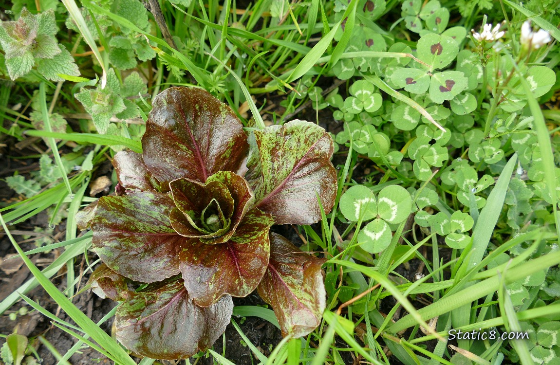 Purple lettuce growing in the grass
