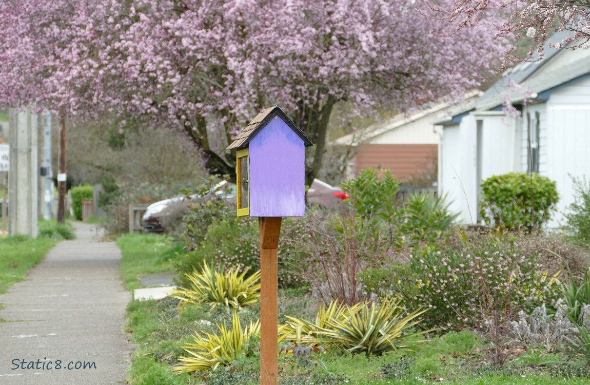 Purple Little Free Library next to a sidewalk under a blooming cherry tree