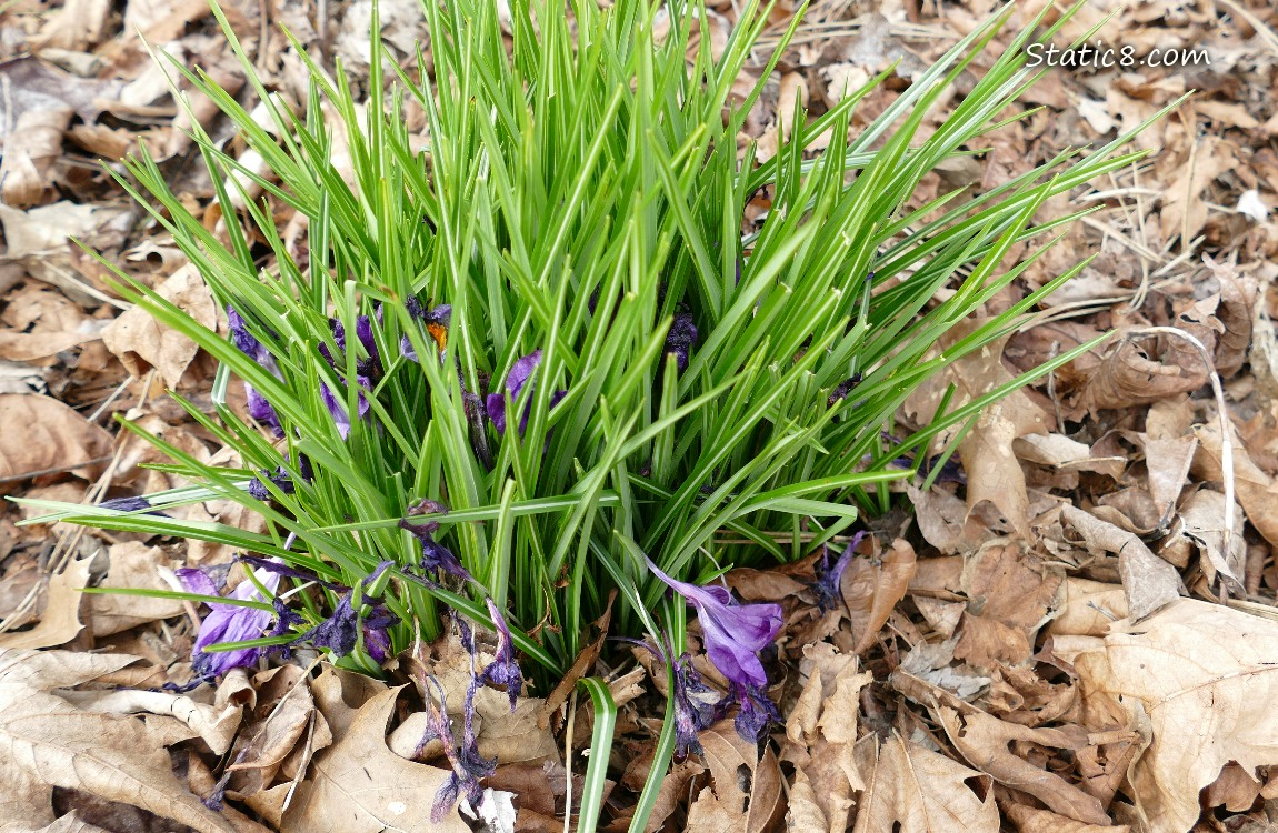 Crocus plants with green leaves and  spent flowers