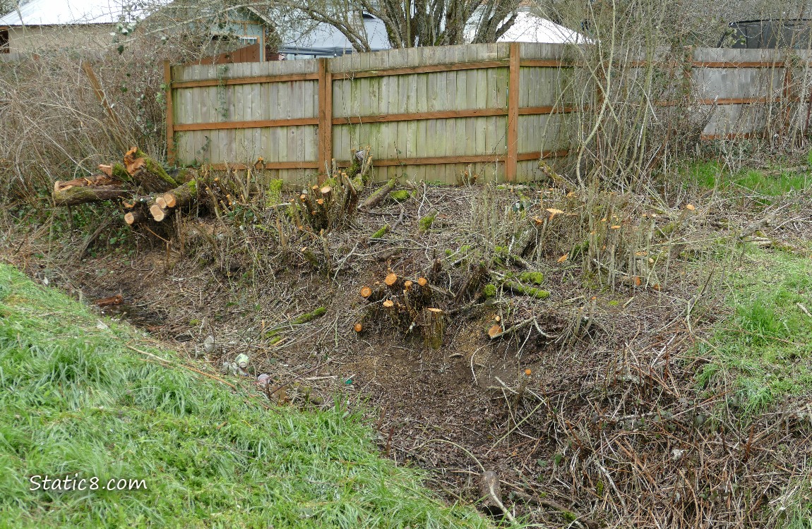 Tree stumps