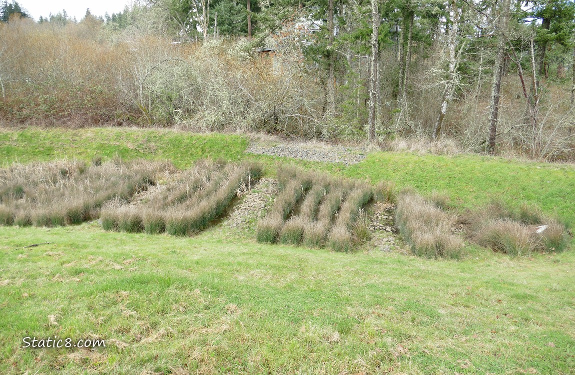Bioswale