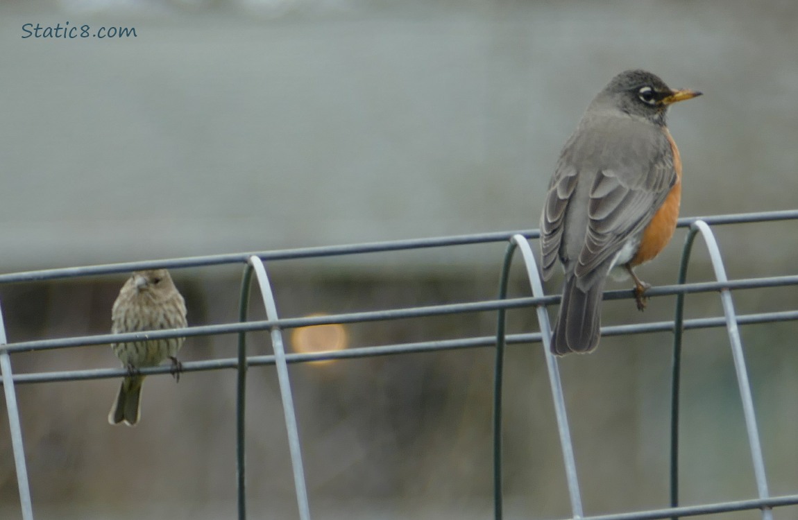 House Finch and American Robin standing on a wire trellis