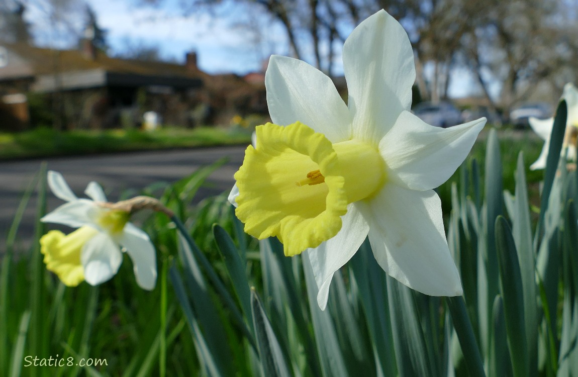 Daffodil blooms in front of a neighborhood street