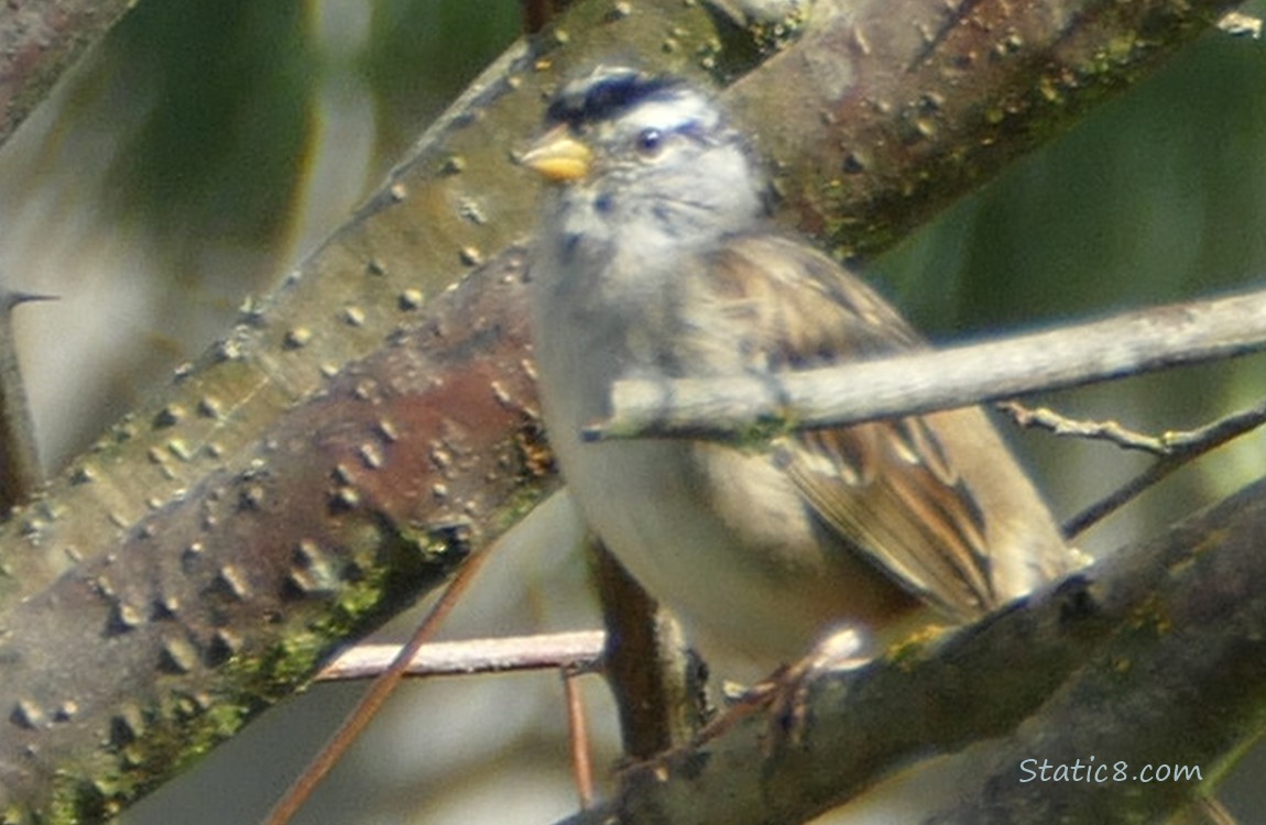 White Crown Sparrow standing on a branch