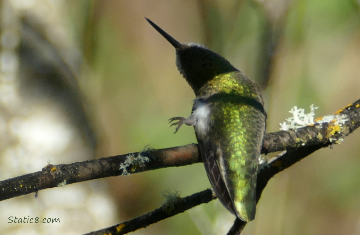 Hummingbird in shadows, itching head with foot
