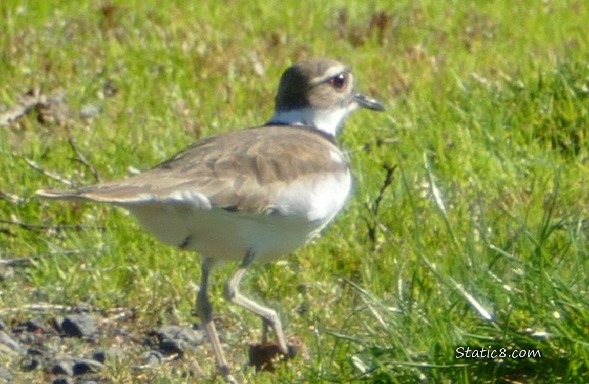 Killdeer walking away in the grass