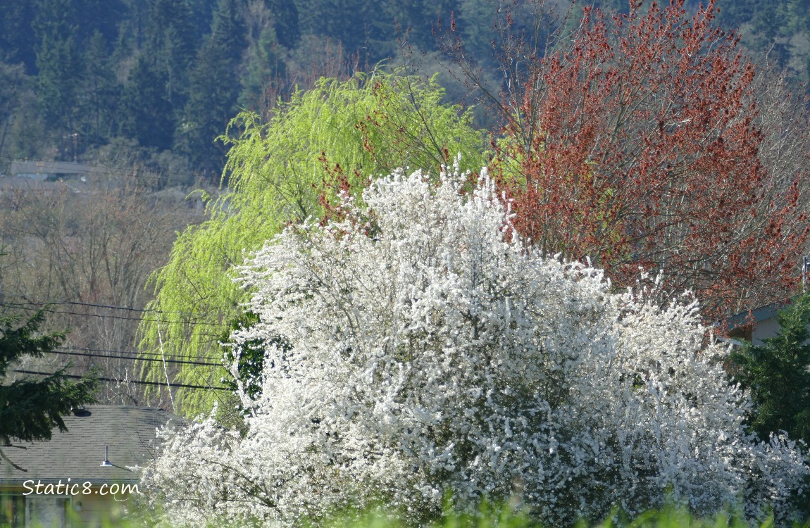 Spring trees blooming in white and orange and spring green