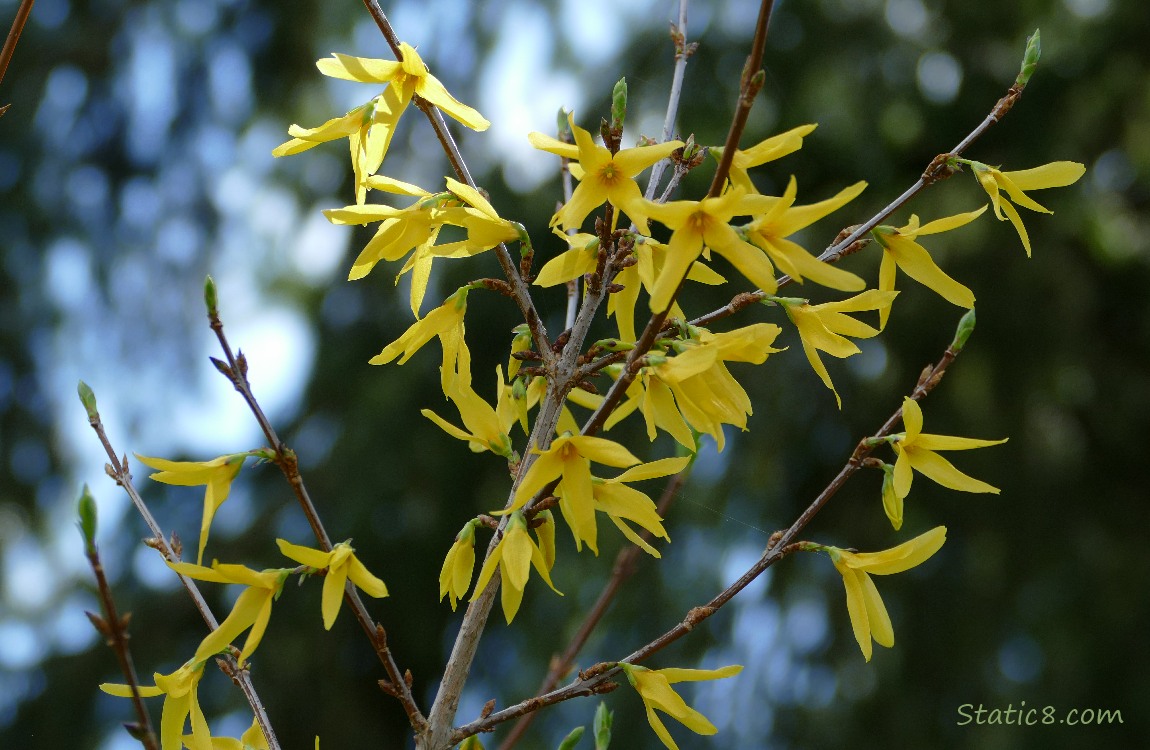 Forsythia blooms