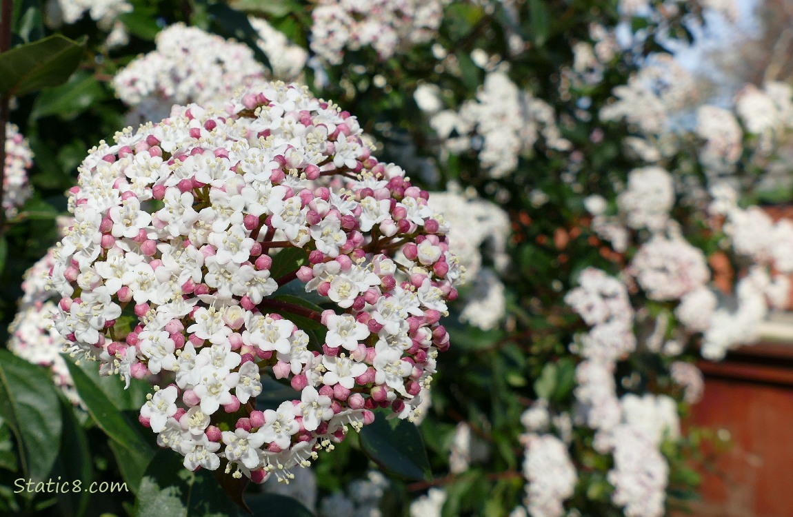 Clumps of white flowers on an unknown bush