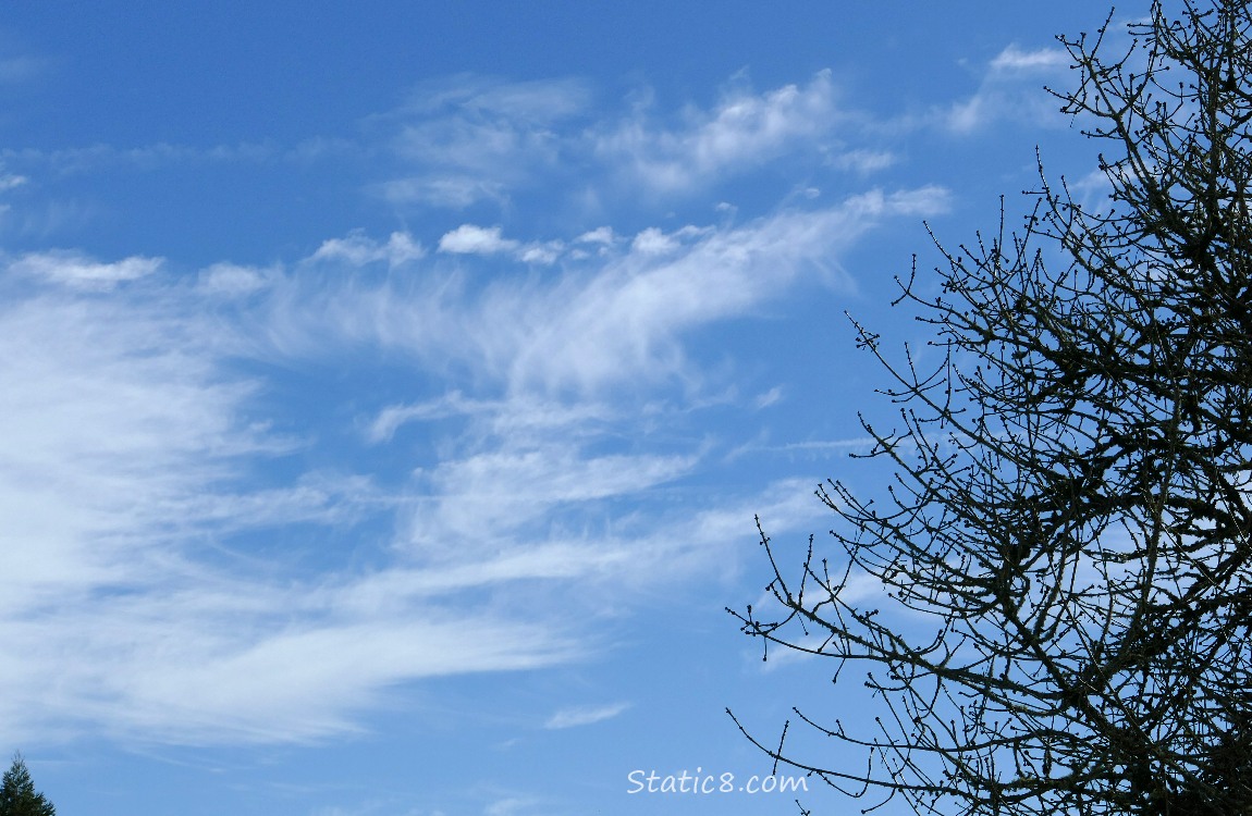 Cirrus clouds in a blue sky