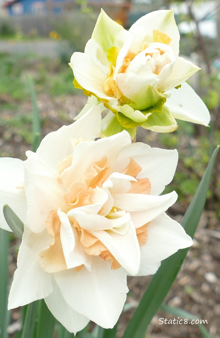 Double petal Daffodil blooms