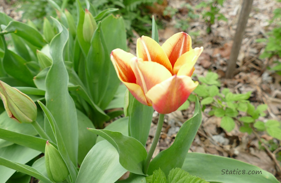 A bicolour tulip bloom in red and yellow