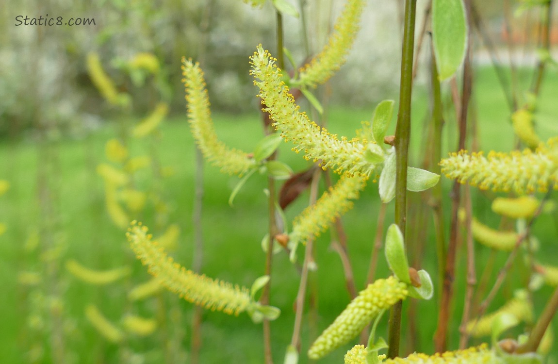 Willow catkins hanging from drooping branches
